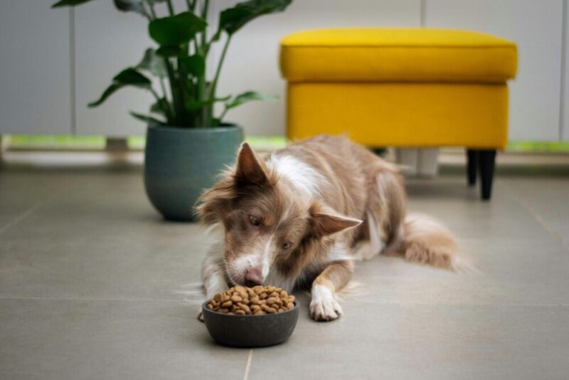 Insect-Based Dog Food: Sustainable Nutrition for Your Pet?