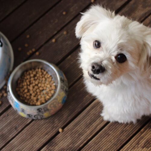 Top Dog Foods for Allergies 2025 – Expert Guide
